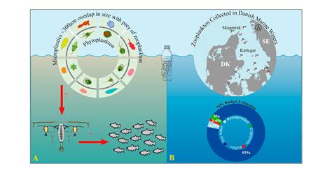 Is Zooplankton An Entry Point Of Microplastics Into The 54 Off