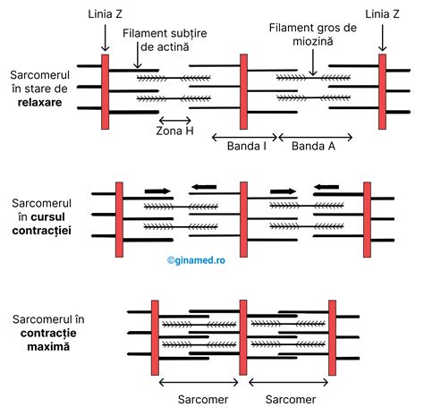 Esutul Muscular Biologie Barron S Ginamed