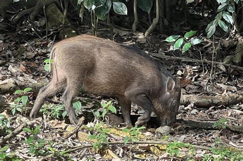 African Swine Fever Likely To Decimate Singapore’s Wild Boar Population Experts The Straits Times