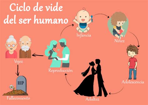 Ciclo De Vida Del Ser Humano Ciclo De Vida En 2020 Ciclos De Vida Hot