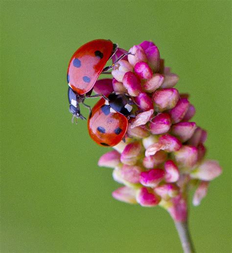 Coccinella Septempunctata Seven Spot Ladybirds On Bistort Flickr