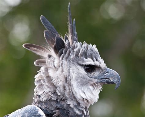 Harpy Eagle | San Diego Zoo