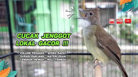 Cucak Jenggot Gacor‼️ Cocok Untuk Masteran Murai Batu Dan Pancingan Burung Bahan Episode 03