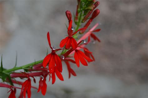 Cardinal Flower — Ontario Native Plant Nursery Container Grown 705 466 6290