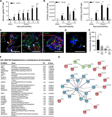 Functional Validation Of Organoids A Albumin Secretion Rate Of Download Scientific Diagram