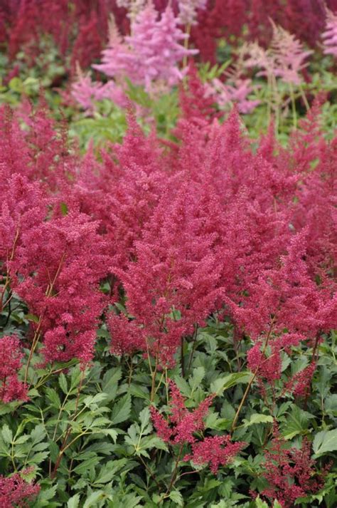 Astilbe Japonica Montgomery Frikarti Stauden Ag