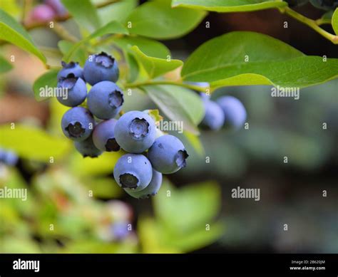 Highbush Blueberry Plant With Fruits Stock Photo Alamy