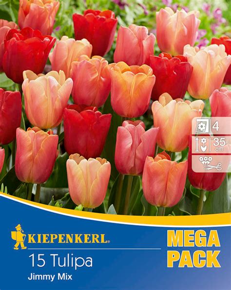 Mega Pack Triumph Tulpen Jimmy Mix St Ck Tulpenzwiebeln Von