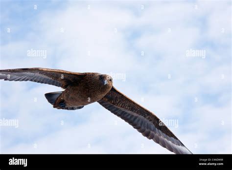 Shetland Birds Flight Hi Res Stock Photography And Images Alamy