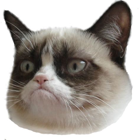 Angry Cat PNG Pic