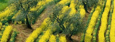 Strada Dei Vini E Dei Sapori Dei Colli Di Rimini Valconca