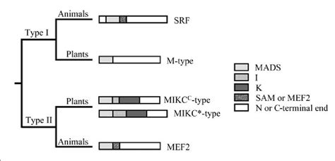 Schematic Diagram Of Type I And Type Ii Mads Box Proteins Download