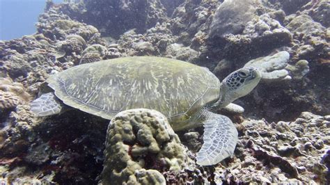 Moalboal Diving Insider Guide 2025