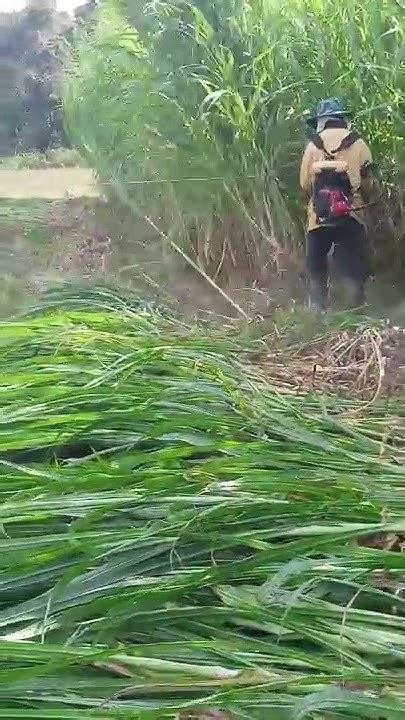 Creative Farming Harvesting 2ton A Day Napier Grass By Using Basic Tool Youtube