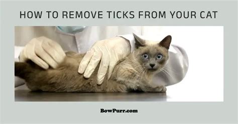 How To Remove Ticks From Your Cat The Complete Guide Bowpurr