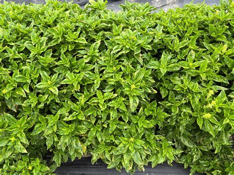 Evaluation Of Commercial And Experimental Varieties Of Sweet Basil