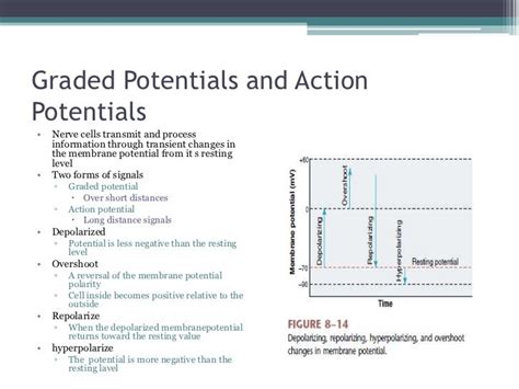 Human Physiology Part 4