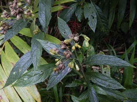 Neurolaena lobata from Cubuy Canóvanas 00729 Puerto Rico on May 27