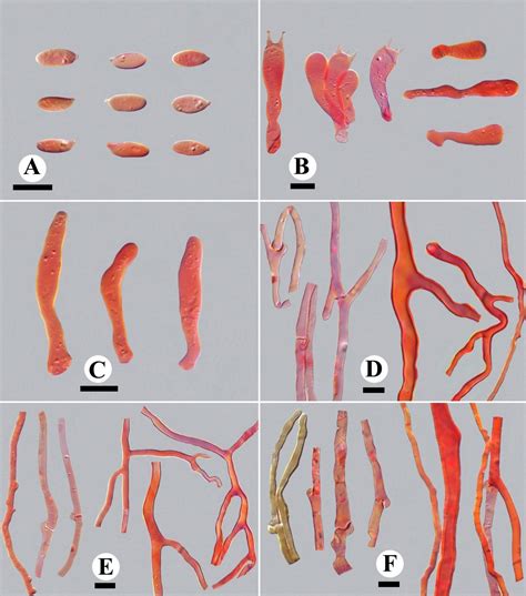 Polyporus Austrosinensis Facesoffungi Number Fof Faces Of Fungi