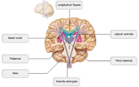 A P Chapter The Central Nervous System Flashcards Easy Notecards