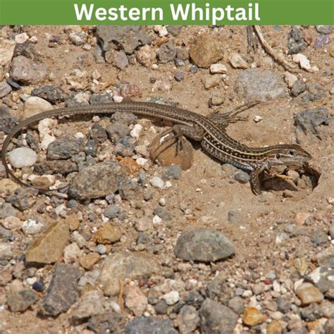 11 Vibrant Lizards In Idaho