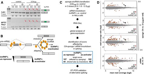 Transfected Large Hnrnp L Sponge Circrna Ca Regulates