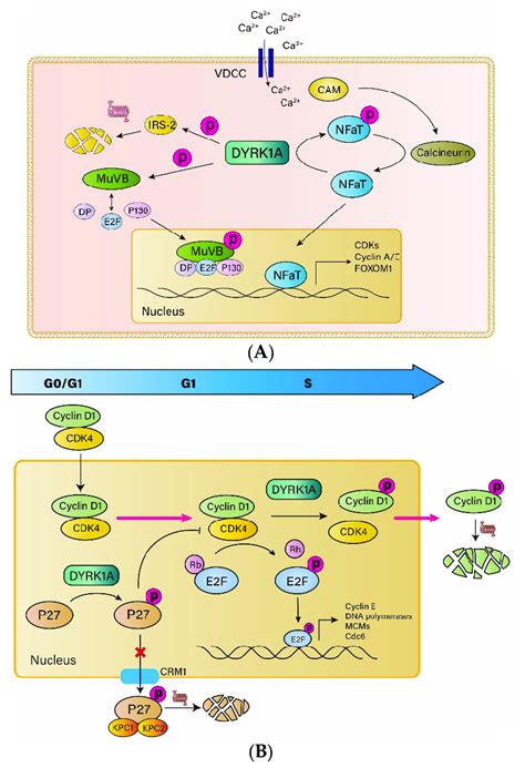 Dyrk1a Regulates The Cell Cycle A Dyrk1a Inhibits Islet β Cell