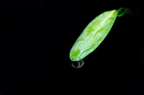 goutte d eau sur une feuille verte bibliothèque banque d images