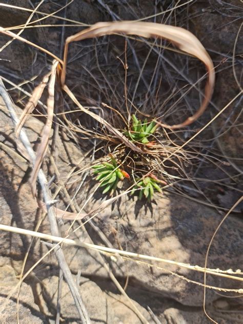 Slab Stonecrop From Carletonville 2499 South Africa On July 25 2023