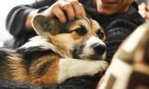 Corgi Facts: 100 Interesting Facts About Corgis - Corgi Care