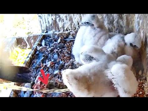 37Falcon Nest Halcón peregrino Nido en DIRECTO Museo de América