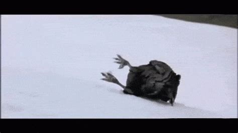 Crows Playing in the Snow : r/gifs