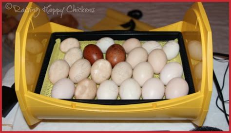 How To Set Operate Incubator Eggs Set Up