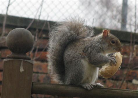 feeding squirrel by HighHouseShadow on DeviantArt