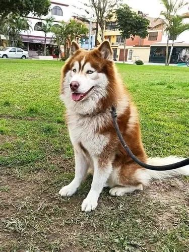 Huskys Siberianos Husky Siberiano En Venta En Lima Lima Por S Lo S