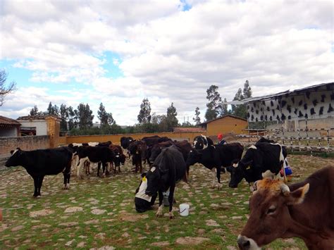 Peru Through My Eyes Do Dogs Like Cheese