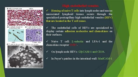 Chapter Leukocyte Circulation And Migration Into Tissues