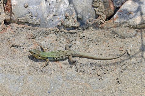 Reptili Bilder Durchsuchen Archivfotos Vektorgrafiken Und Videos