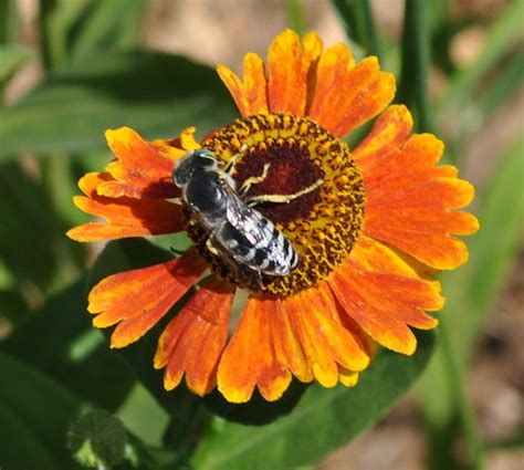 Sand Wasp Bembix Sp On Sneezeweed Helenium Autumnale Flickr