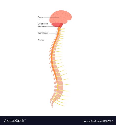 Spinal Cord Encyclopedia Learn Anatomy 3d Models