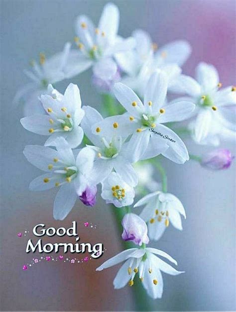 Some White Flowers With The Words Good Morning On It