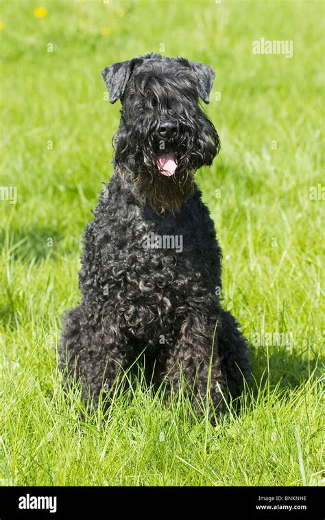 Kerry Blue Terrier Dog Sitting In A Meadow Stock Photo Alamy