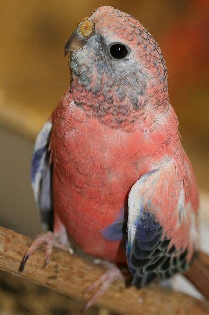 Rosy Bourke S Parakeets Also Known As Bourke S Parrots Are Native To