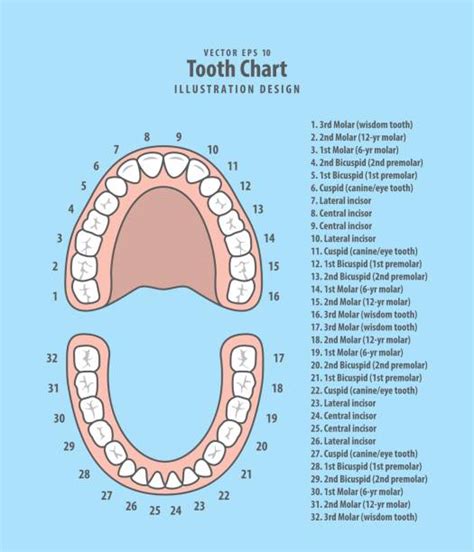 Teeth Names And The Tooth Numbering System Harrow Dental 53 Off