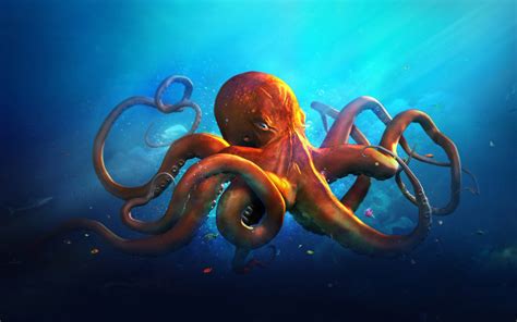 🔥 [37+] HD Octopus Wallpapers | WallpaperSafari