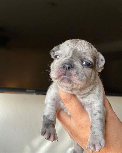 Lilac Tan Merle French Bulldoglilac Frenchie For Salelilac Merle Frenchie