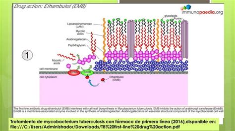 Fármacos antituberculosos PPT