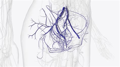 Premium Photo The Veins Of The Pelvis Include The Internal Iliac Veins