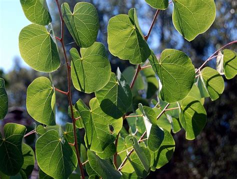 Flickriver Photoset Cercis Occidentalis Western Redbud By Pete