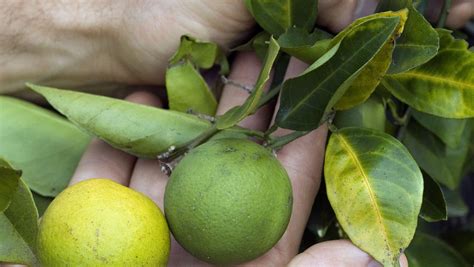 Breakthrough Made In Citrus Greening Research